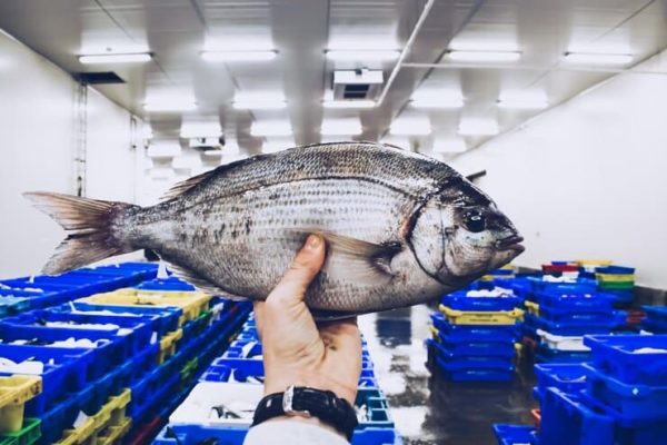 poisson achat maroc